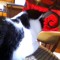Aria the Cat