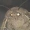 möth