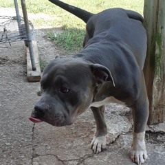 Dredi