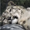 Disgruntled Leopard