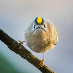 Byrd