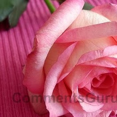 ابراهيم الفقي