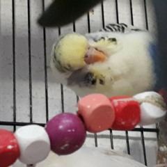Bifi