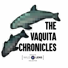 The Vaquita Chronicles