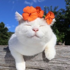 School Cat