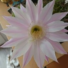 kazi