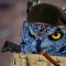 TacticalOwl