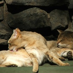 Batterymarch Clemons