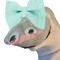 cutepupetdog cuteforever