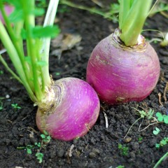 Young Turnips