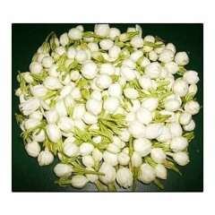 jasmin