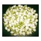 jasmin