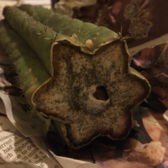 Maki Tafari
