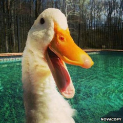 DuCK 22