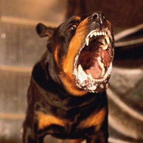 Stream rabid music Listen to songs, albums, playlists for free on