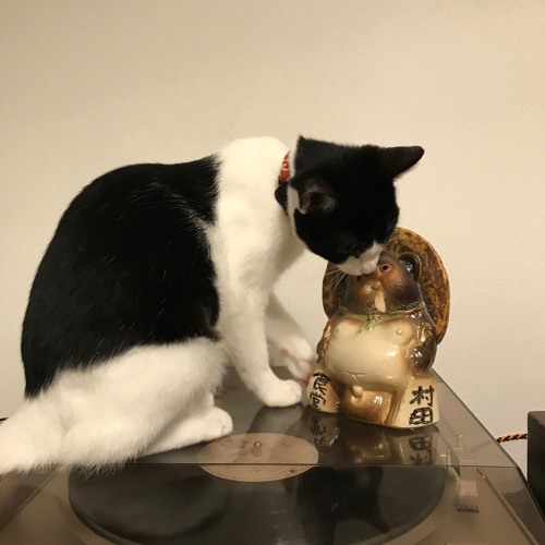 猫見豪とむらたぬき’s avatar