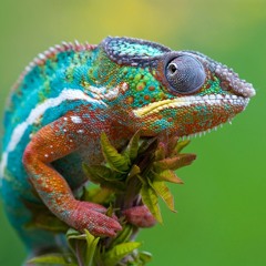 Chameleon_Jazz