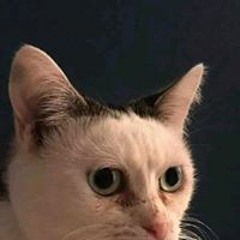 Kakamm Kw