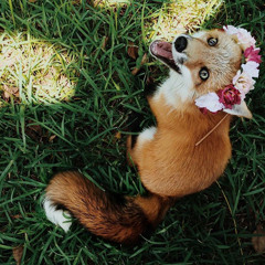 Tipo Fox