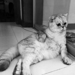Phae