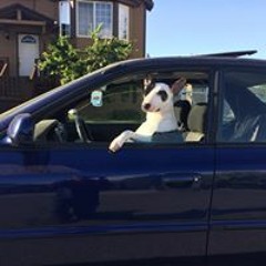 EnglishGun Dogbullies