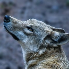 The Wolfdeer