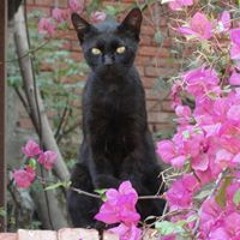 fawzia