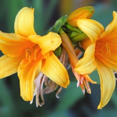 Thirtysecond Freeman