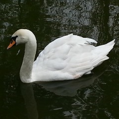 Лазар Станковић