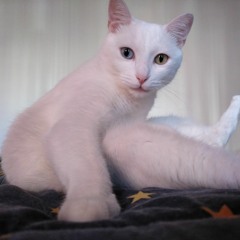 Iggy1eco