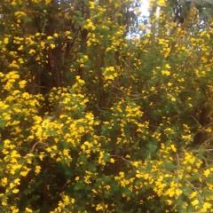 Enlazadora de Mundos