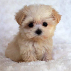 Athalia Robledo Carrillo