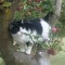 GamerCat HD