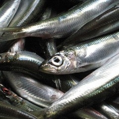 Lil Sardine