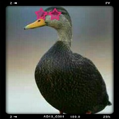22HotDuck