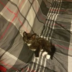 sebastian