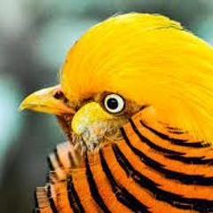 Aleksander Macineskar