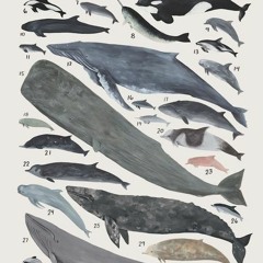 Evolução das Baleias