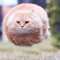 swag Vinding