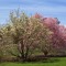 Lemongrove Mcintosh