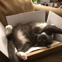 Cat in a box
