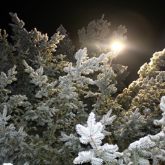 Aylen Trees
