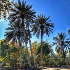 ربيع الحياة