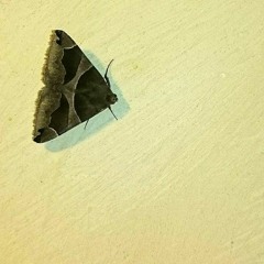 TikTak Takatitakité