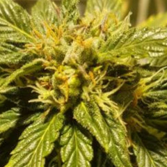 lil bud