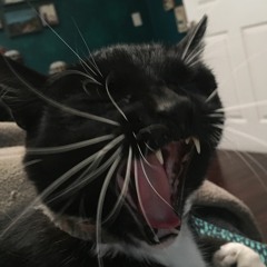 Cathars for Catholics