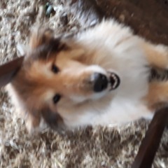 Paddy