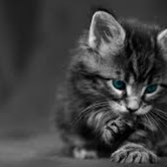 MEMBA  For Aisha Featured in The Sky Is Pink Lyric Video.mp3