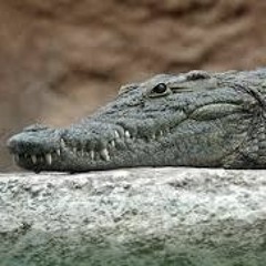 uld alligator