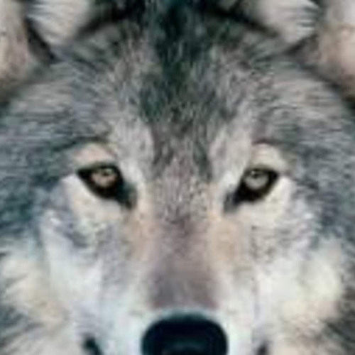Wolf Wild’s avatar